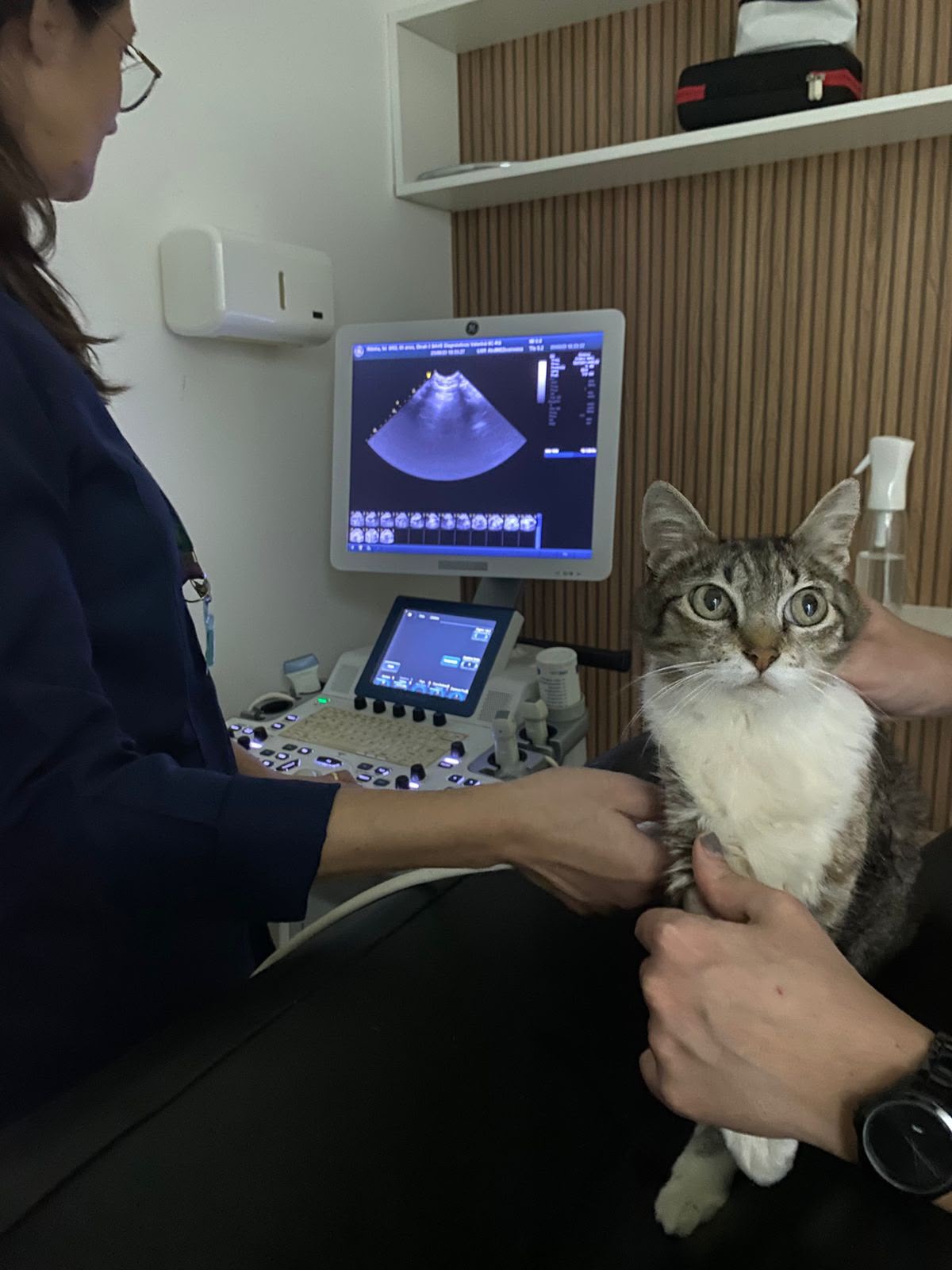 Paciente felino durante atendimento de diagnóstico por imagem na SAVE