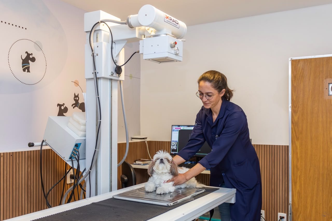 Estrutura da SAVE para radiografia digital veterinária